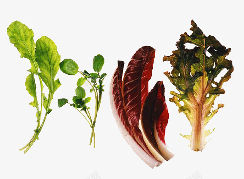 多种蔬菜png免抠素材_新图网 https://ixintu.com 多种蔬菜 实物 沙拉叶 绿色 芝麻叶 芝麻菜 莴苣 菊莴 豆瓣菜
