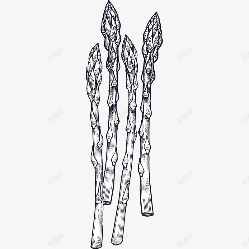 线描茼蒿图标png_新图网 https://ixintu.com png图形 水彩 线描 茼蒿 装饰 食物