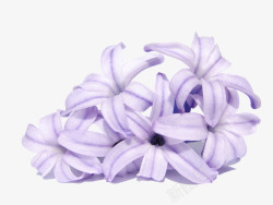 紫色百合花束素材