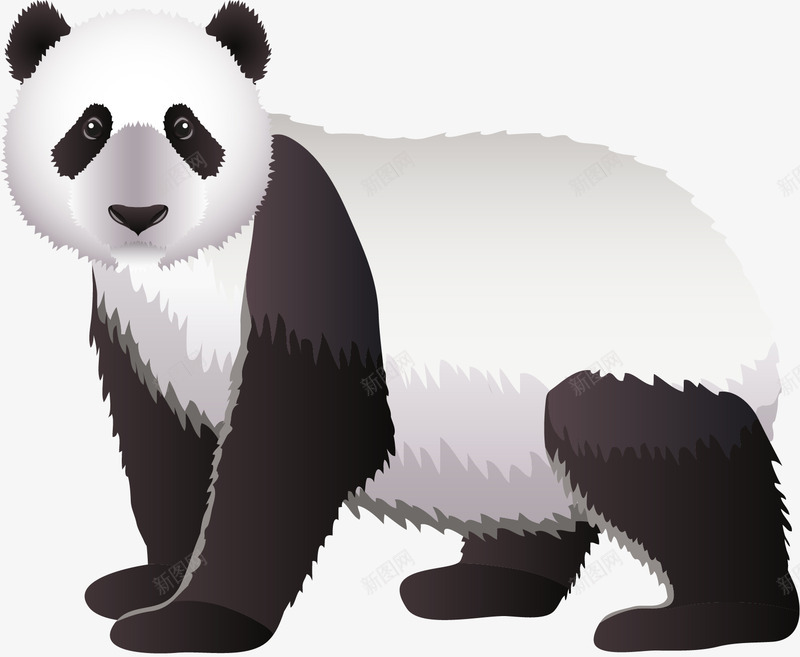 熊猫png免抠素材_新图网 https://ixintu.com 保护动物 熊猫 黑白