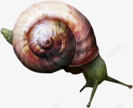带壳的蜗牛png免抠素材_新图网 https://ixintu.com 昆虫 绿色 虫类 蜗牛