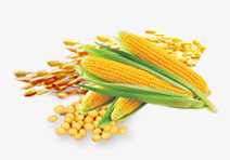 玉米粮食粮食高清图片