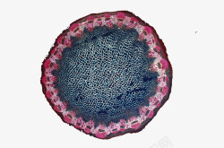 自然科学图示紫色边生物细胞图示高清图片