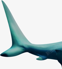 鱼大白鲨鱼热带鱼蓝色鱼尾素材
