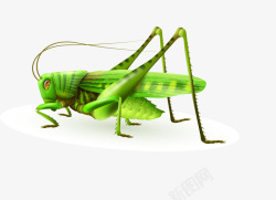 螳螂腿呆萌绿色螳螂高清图片