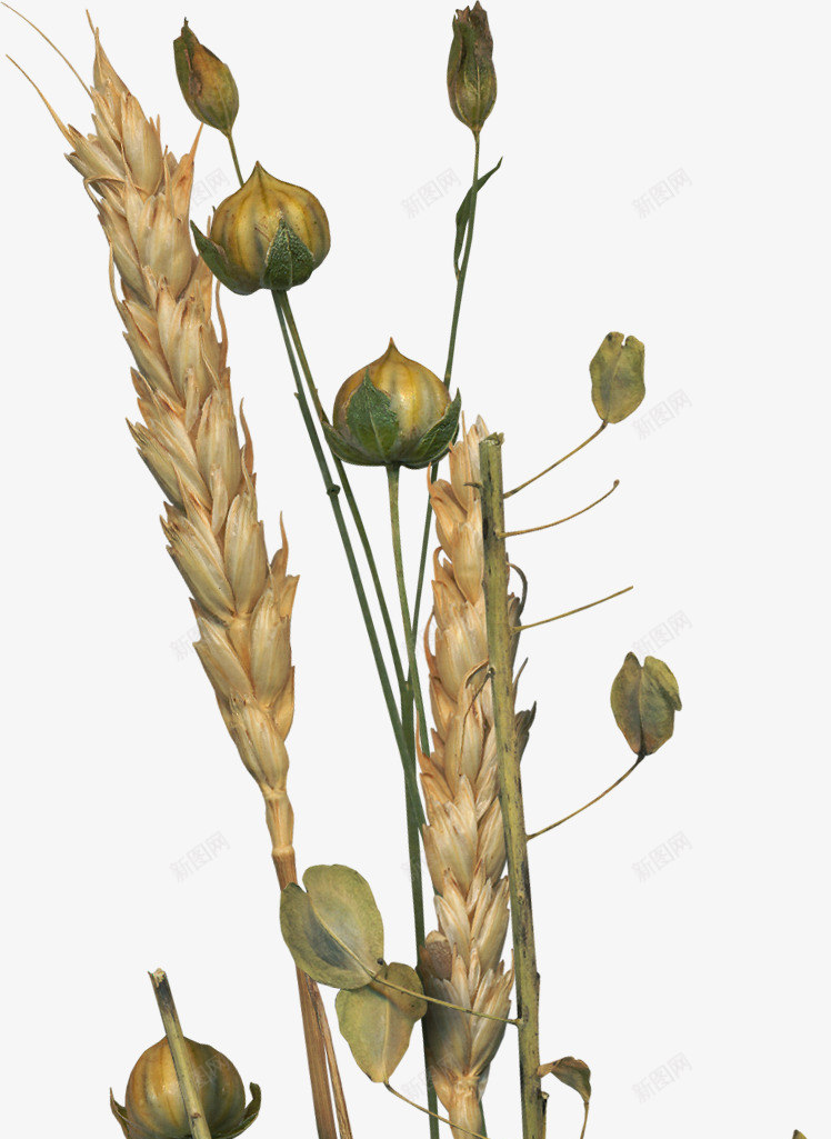 小麦花朵png免抠素材_新图网 https://ixintu.com 小麦 植物 花朵 食品