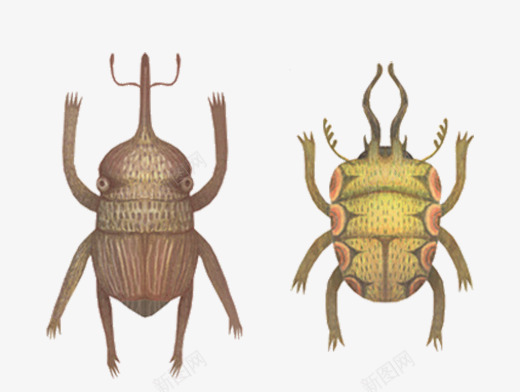 昆虫甲壳虫png免抠素材_新图网 https://ixintu.com 昆虫 标本 甲壳虫 虫子
