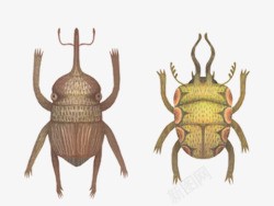 虫子标本昆虫甲壳虫高清图片