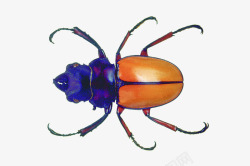 蓝色头部彩色甲壳虫高清图片