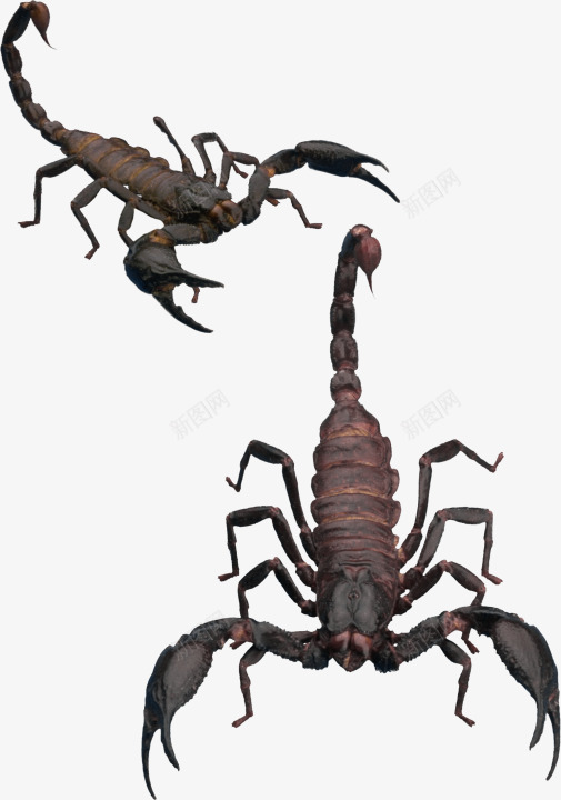 蝎子png免抠素材_新图网 https://ixintu.com 昆虫 蝎子 黑色蝎子图片