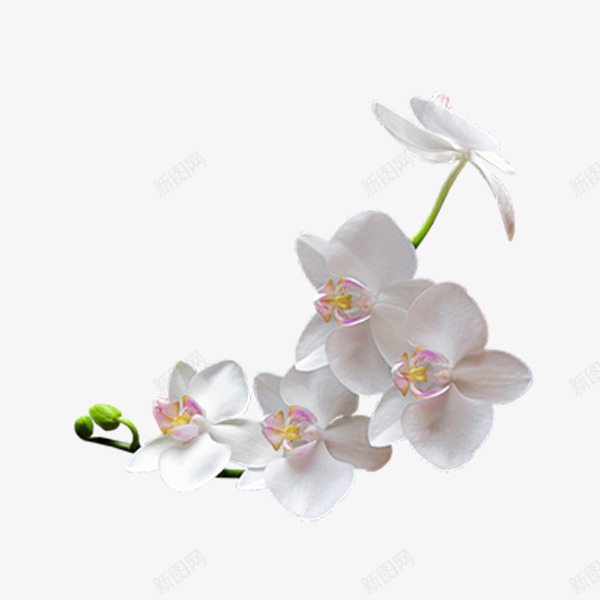 百合香png免抠素材_新图网 https://ixintu.com 植物 清香 白色 花朵