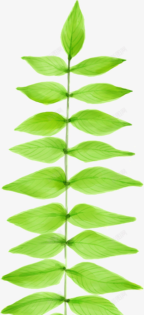 手绘绿色树叶造型植物png免抠素材_新图网 https://ixintu.com 树叶 植物 绿色 造型