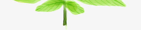 手绘绿色树叶造型植物png免抠素材_新图网 https://ixintu.com 树叶 植物 绿色 造型