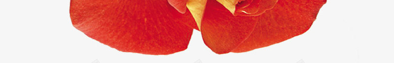 两朵橘红色写实风花朵png免抠素材_新图网 https://ixintu.com 写实 橘红色 花朵