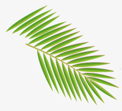 椰叶手绘绿色植物椰树叶子高清图片