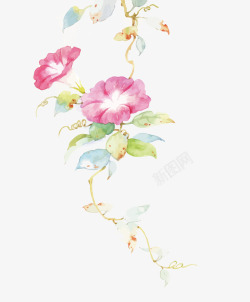 水彩喇叭花素材