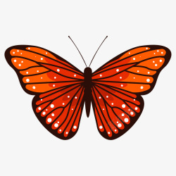 点状蝴蝶橙黑色的点状蝴蝶高清图片