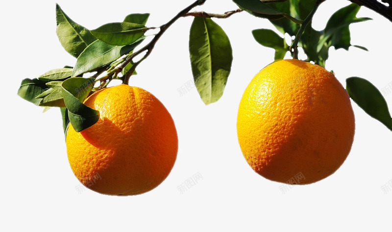 两个橘子png免抠素材_新图网 https://ixintu.com 树叶 橘子 橘树 绿叶 黄色