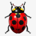 动物错误昆虫瓢虫氧png免抠素材_新图网 https://ixintu.com Animal bug insect ladybird 动物 昆虫 瓢虫 错误