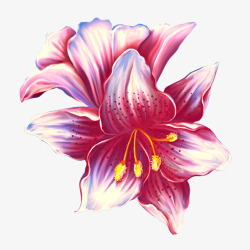 粉色百合花素材