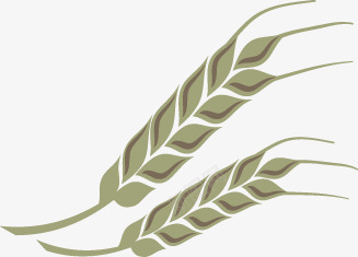 麦穗png免抠素材_新图网 https://ixintu.com 元素 农业 农场 小麦 植物 麦穗