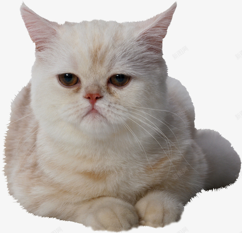 猫咪png免抠素材_新图网 https://ixintu.com 动物 家宠 猫咪 白猫 装饰