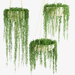 三盆鲜草绿色垂吊植物素材