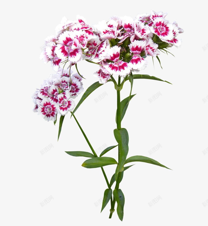 盛开的紫白色花朵png免抠素材_新图网 https://ixintu.com 植物 花卉 装饰 贴图