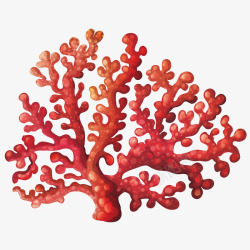 珊瑚花素材