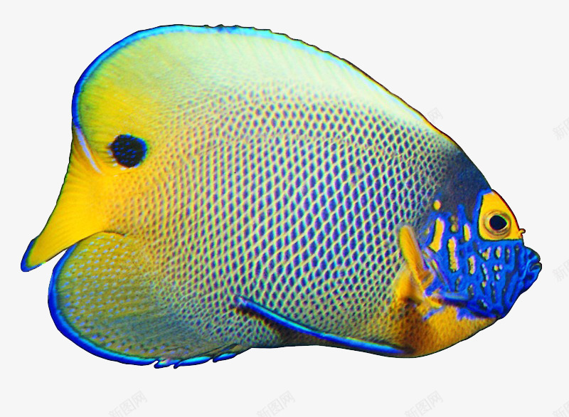 蓝色热带鱼png免抠素材_新图网 https://ixintu.com 彩色的鱼 扁形鱼 热带鱼 蓝色雨