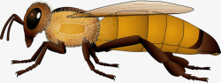 黄色蜜蜂侧面素材