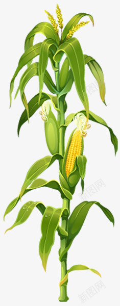绿叶植物png免抠素材_新图网 https://ixintu.com 植物 玉米 玉米须 绿叶 装饰图案