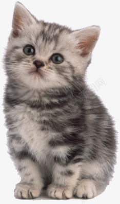 素描猫咪手绘png免抠素材_新图网 https://ixintu.com 素描 素材