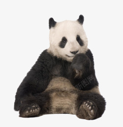 可爱坐着的熊猫素材