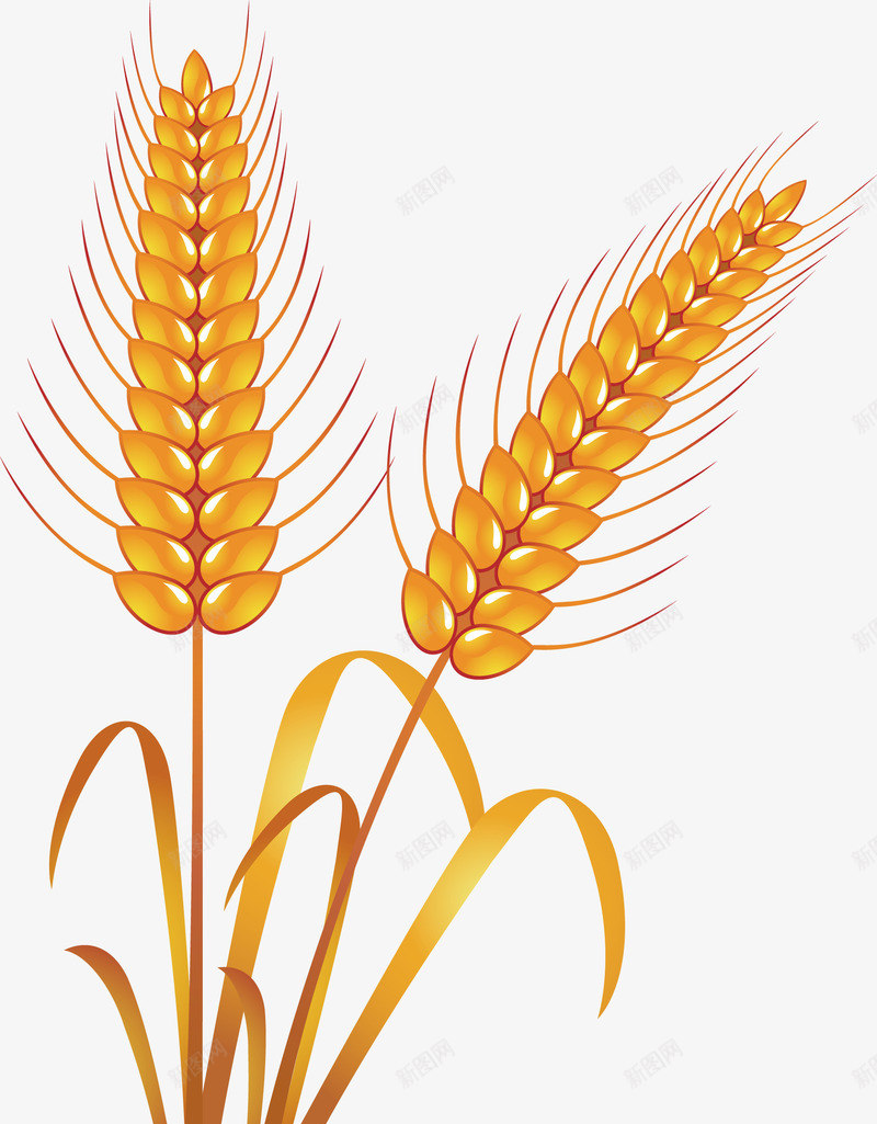 小麦食物手绘矢量图ai免抠素材_新图网 https://ixintu.com 小麦 小麦食物 手绘 食物手绘 矢量图