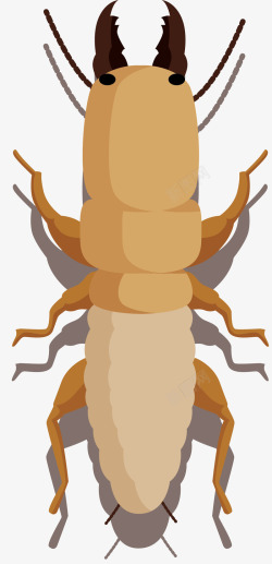 昆虫背部特写特写标本白蚁高清图片