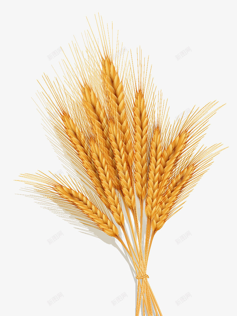 创意合成黄色手绘小麦png免抠素材_新图网 https://ixintu.com 创意 合成 小麦 黄色