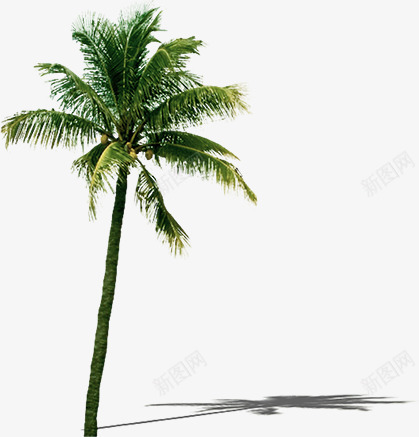 椰树热带植物png免抠素材_新图网 https://ixintu.com 植物 椰树 热带