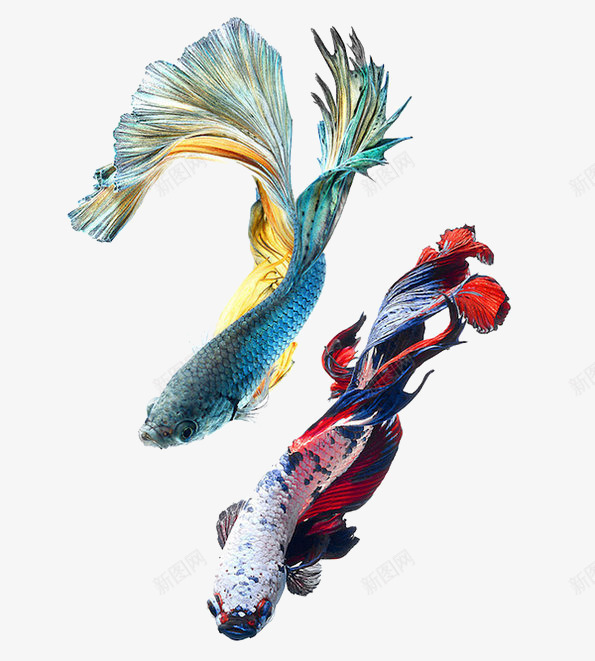 两条鱼png免抠素材_新图网 https://ixintu.com 漂亮 热带 高清 鱼