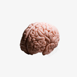 人脑医学道具素材