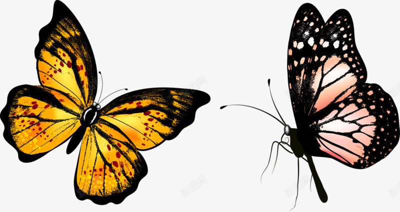两只蝴蝶标本png免抠素材_新图网 https://ixintu.com 动物 昆虫 标本 蝴蝶