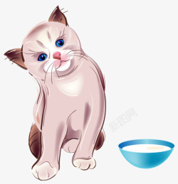 猫在喝水可爱猫咪高清图片