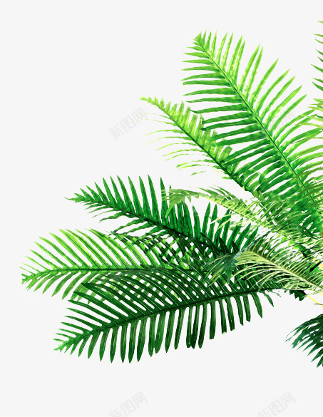 绿色时尚装饰植物png免抠素材_新图网 https://ixintu.com 室内装饰植物 绿色时尚装饰植物 绿色植物