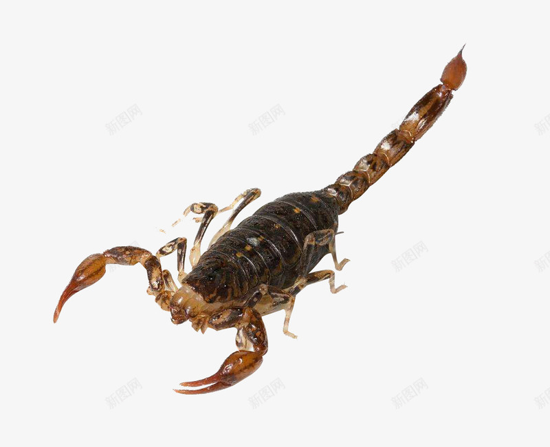 爬行的蝎子png免抠素材_新图网 https://ixintu.com 昆虫 虫子 蝎子 走路的蝎子