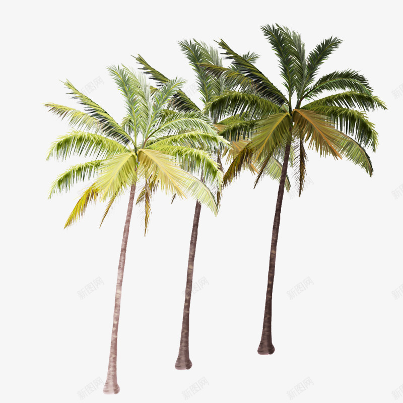 笔直的热带椰子树png免抠素材_新图网 https://ixintu.com 椰子树 热带树木 笔直的树 青黄相间的
