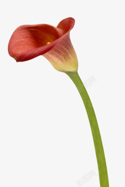 红色植物像喇叭的一朵大花实物素材