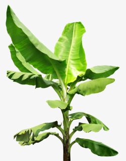 植物芭蕉树素材