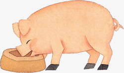 吃食的小猪吃食的猪高清图片