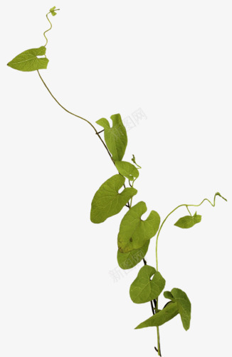 心形叶子的豌豆藤png免抠素材_新图网 https://ixintu.com 心形叶子 植物 绿叶 豌豆藤