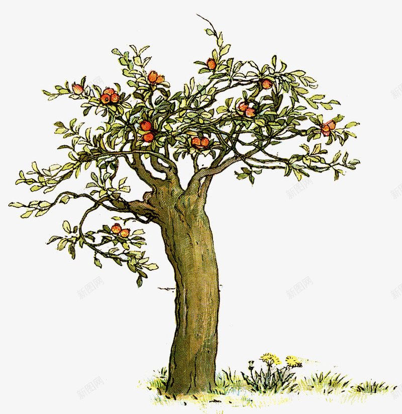 手画橘树png免抠素材_新图网 https://ixintu.com 手画图 植物 橘子 橘树 水果 绿色